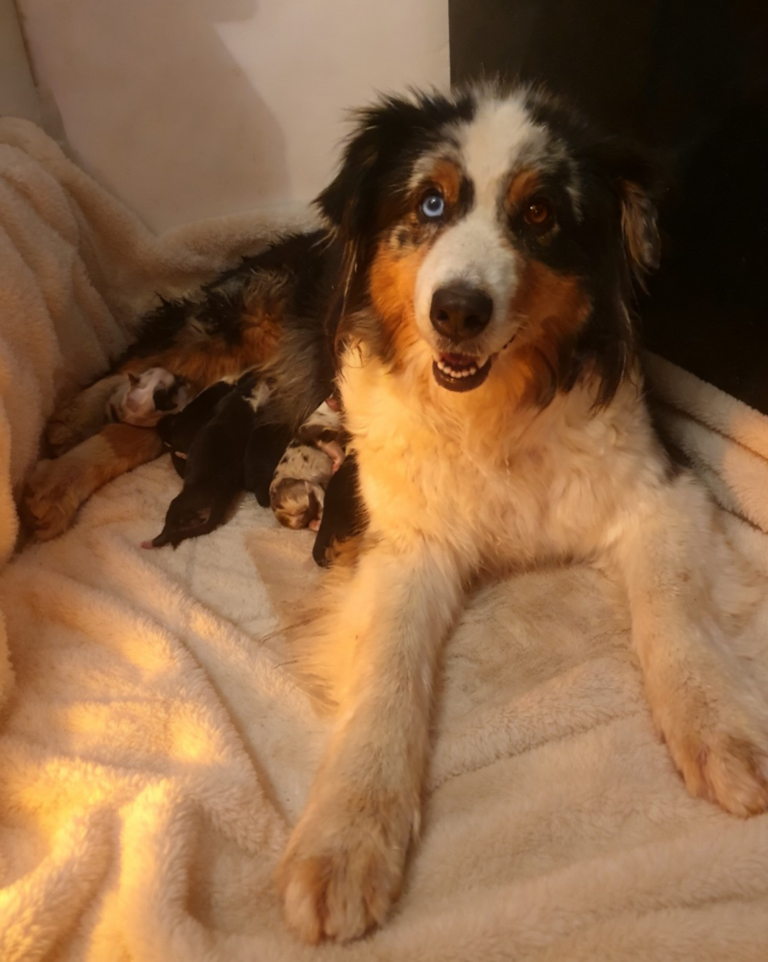 De la campagne de Poupie - Chiots disponibles - Berger Australien