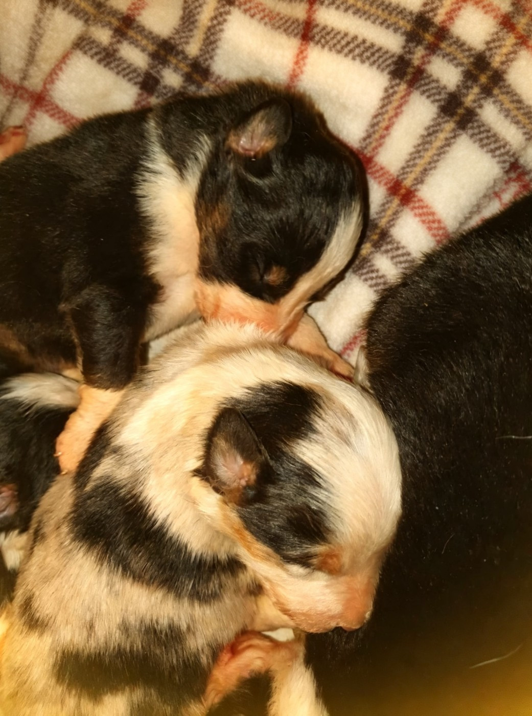 De la campagne de Poupie - Chiots disponibles - Berger Australien