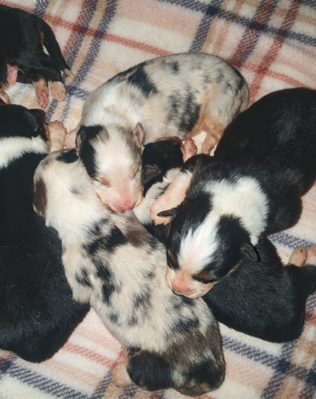De la campagne de Poupie - Chiots disponibles - Berger Australien