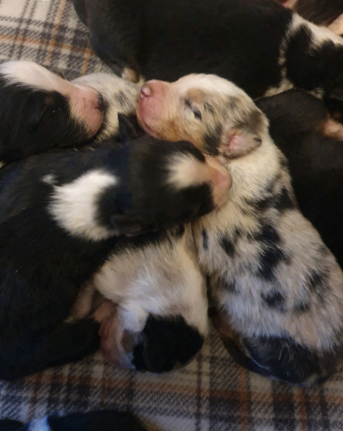 De la campagne de Poupie - Chiots disponibles - Berger Australien