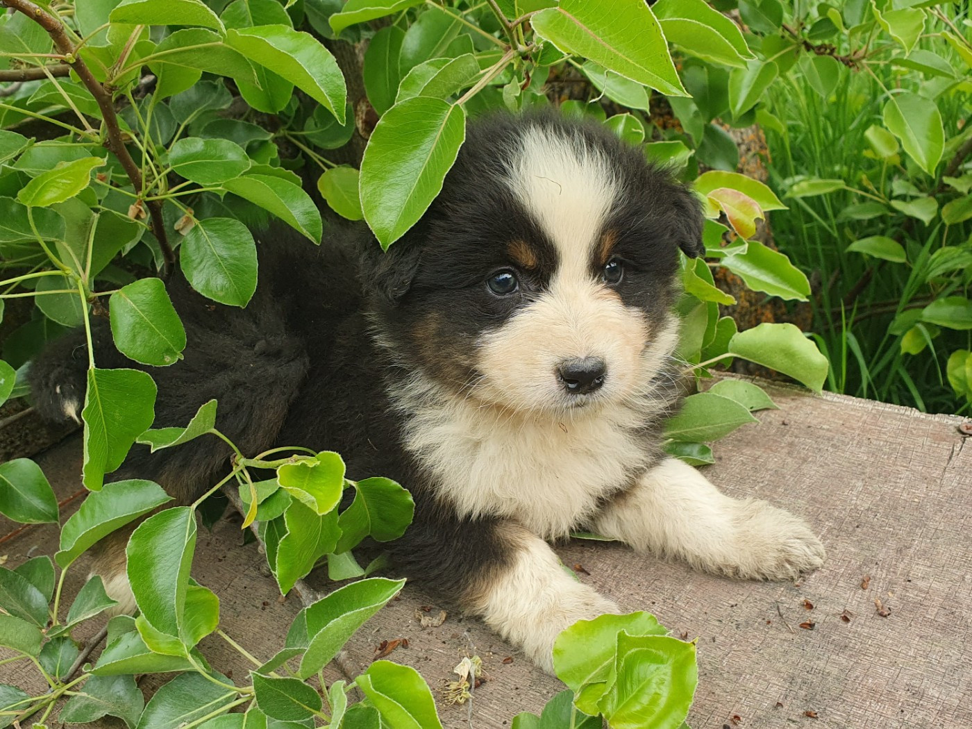 De la campagne de Poupie - Chiots disponibles - Berger Australien