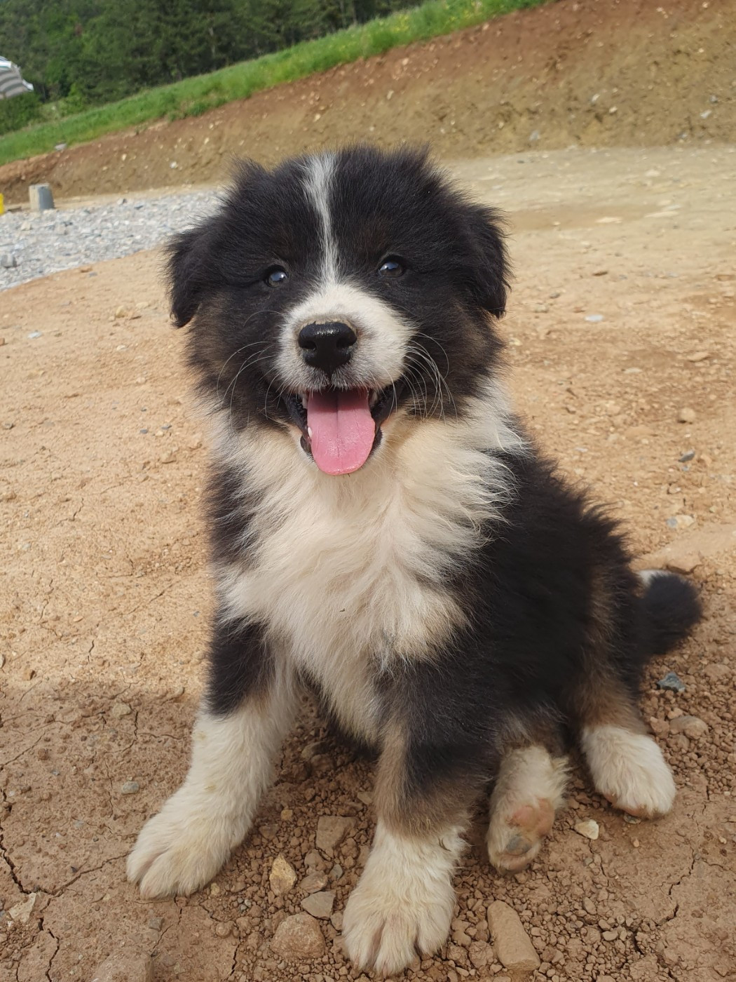 De la campagne de Poupie - Chiots disponibles - Berger Australien