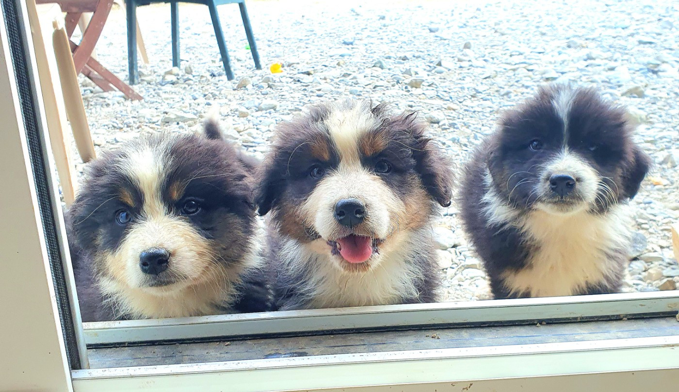 De la campagne de Poupie - Chiots disponibles - Berger Australien