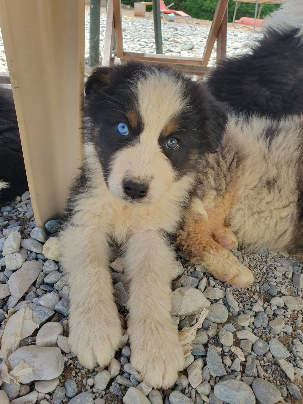 De la campagne de Poupie - Chiots disponibles - Berger Australien