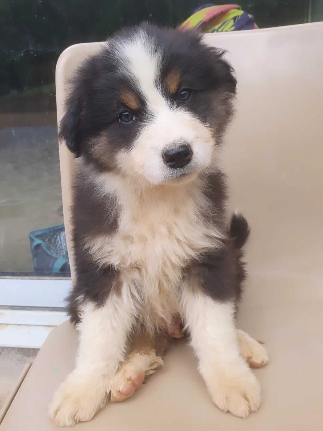 De la campagne de Poupie - Chiots disponibles - Berger Australien