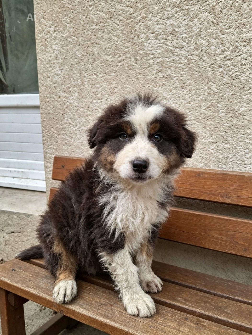 De la campagne de Poupie - Chiots disponibles - Berger Australien