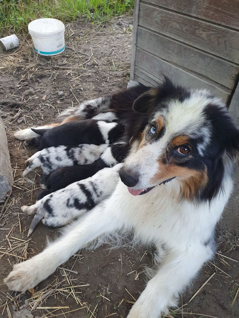 De la campagne de Poupie - Berger Australien - Portée née le 18/08/2025