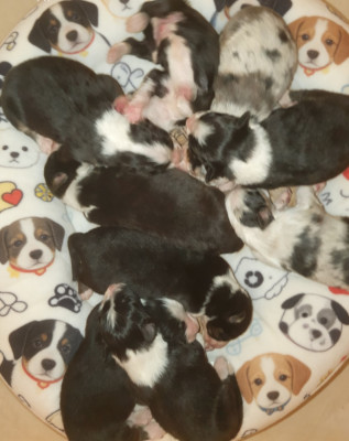 Chiot N°2 Male Bleu merle